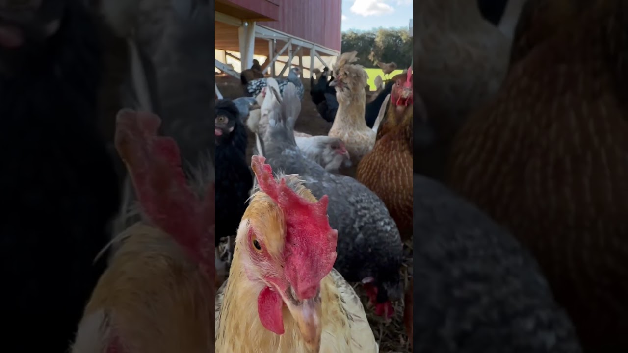 #hens #chicken #chickenlovers #chickenlife #backyardchickens #polish #flockpower #farm #chickenfarm