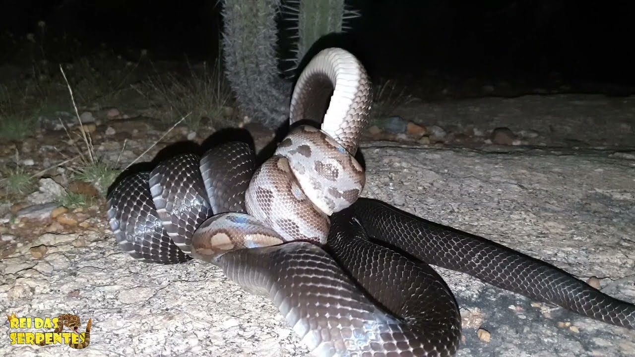 cobra preta captura jiboia salamanta