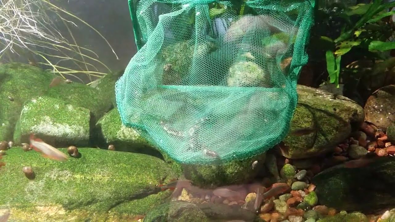 The absolute easiest way to catch hillstream loaches