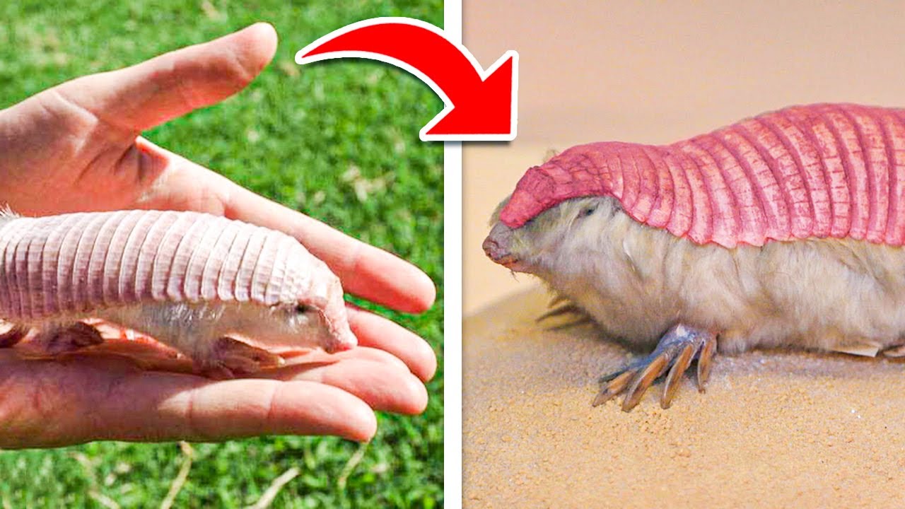 Pink Fairy Armadillo Is The COOLEST Things Ever... Here Are Some Facts You MUST Know!