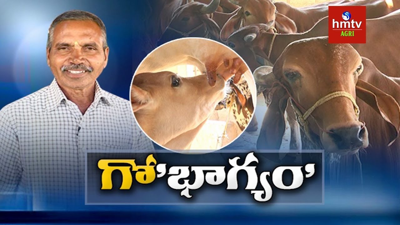 Desi Cows Farming | Success Story of Dairy Farmer Nagender Reddy | hmtv Agri