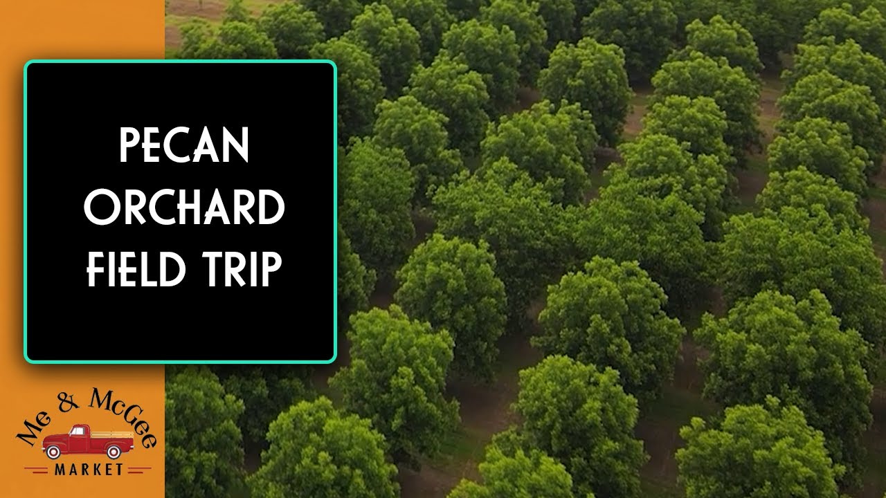 Arkansas Pecans: Charlotte Teresa Pecan Orchard | Field Trip