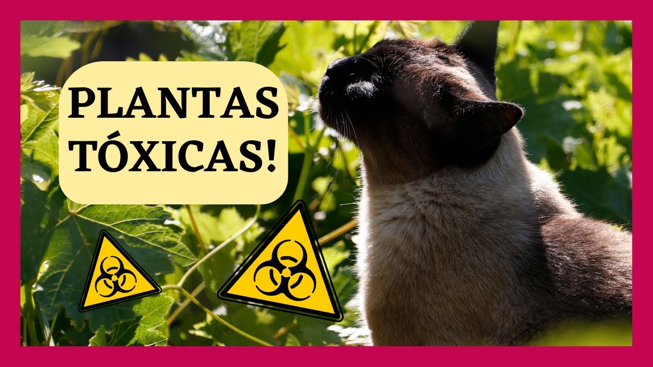 ⚠️28 Plantas Tóxicas Para Gatos! MUITO CUIDADO! 🙀