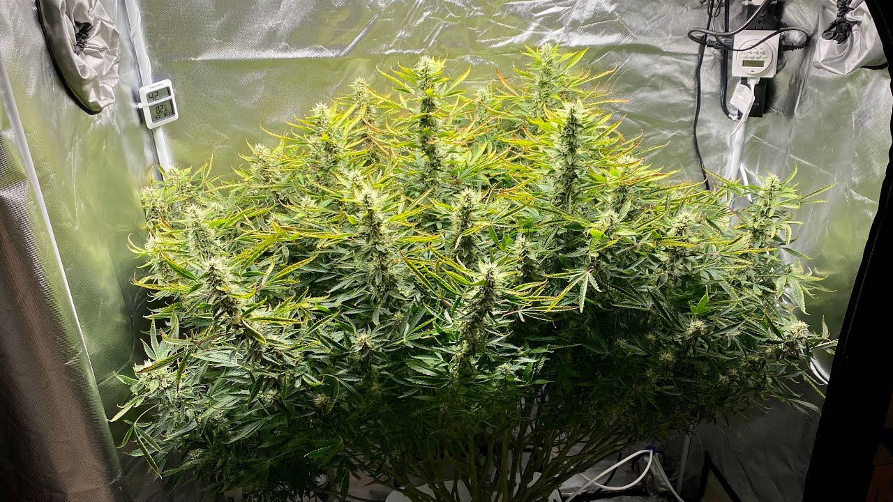 Indoor DWC Autoflower (MASSIVE!)