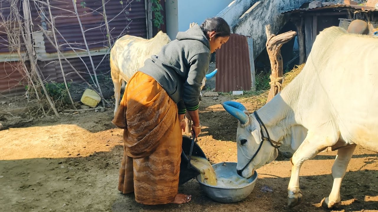 దయచేసి మేము ఇలా ఉన్నామని ఈ వీడియో చూసి నవ్వకండి🙏 ఉన్న అలవాటు మార్చుకో అన్న మారాలేను🙏 Village Life