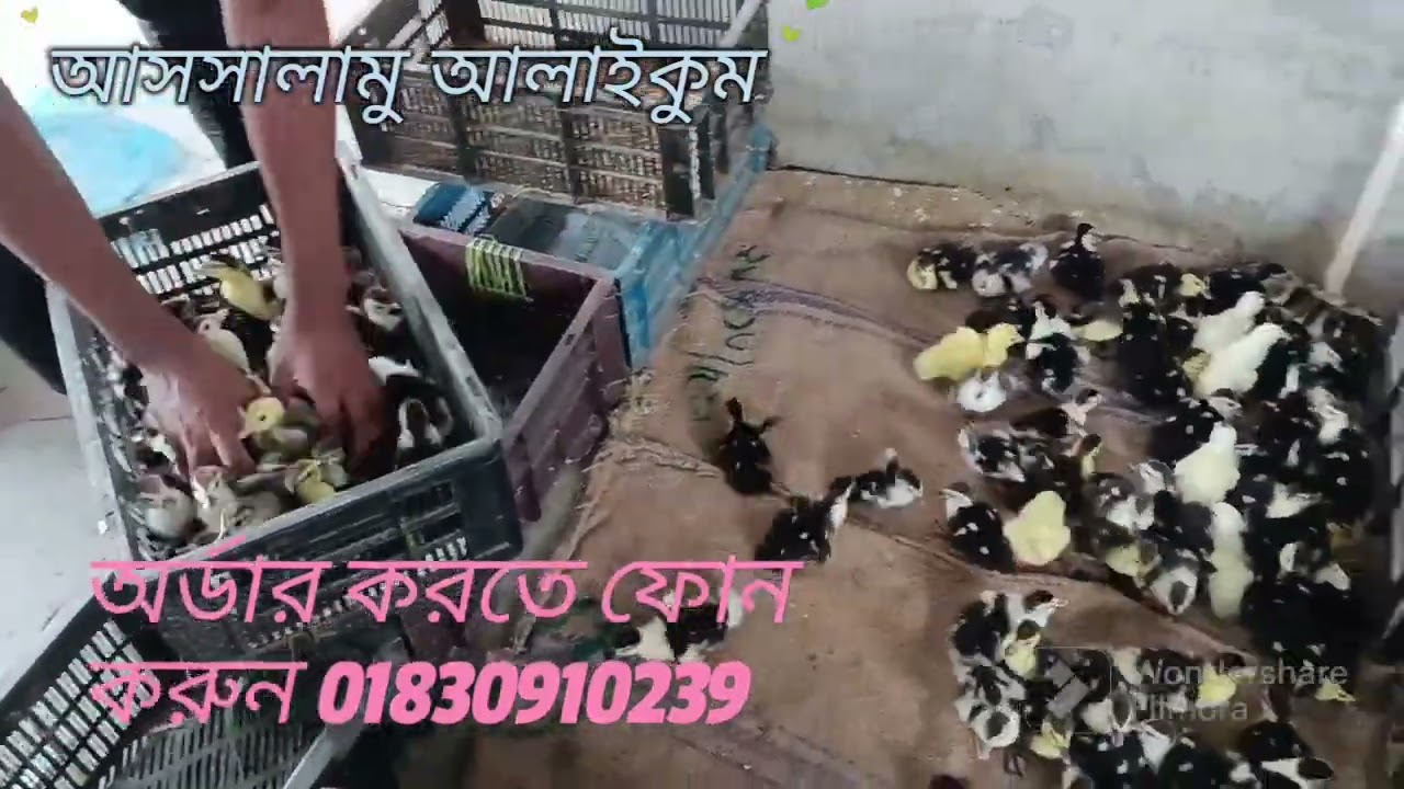 চীনা হাঁসের  ছোট বাচ্চা