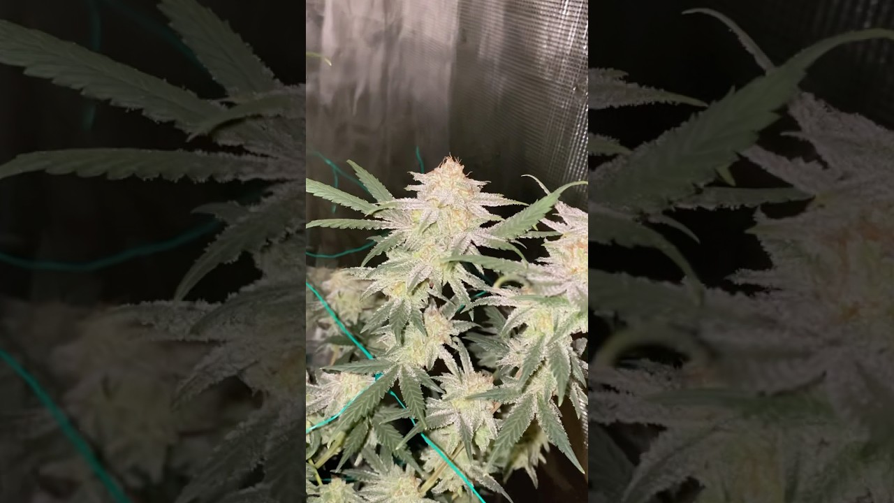 SUPER LEMON MAC (super silver haze x lemon MAC) #organic #wateronly #notill #buildasoil #cannabis
