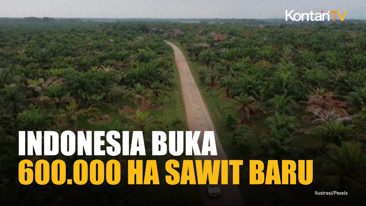 Indonesia Akan Buka 600.000 Hektare Lahan Sawit Baru