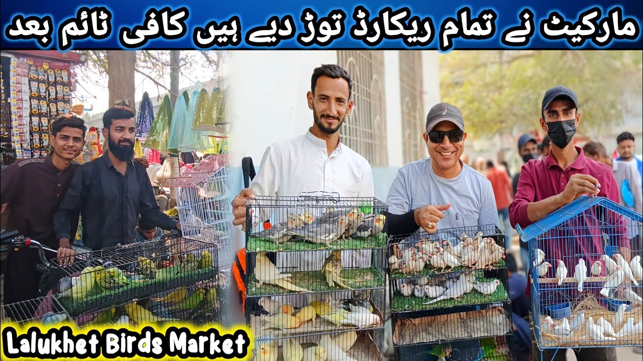 Lalukhet Sunday Birds Market 2025 Latest Update | lalukhet birds market 2025 latest update@SYEDBIRDS