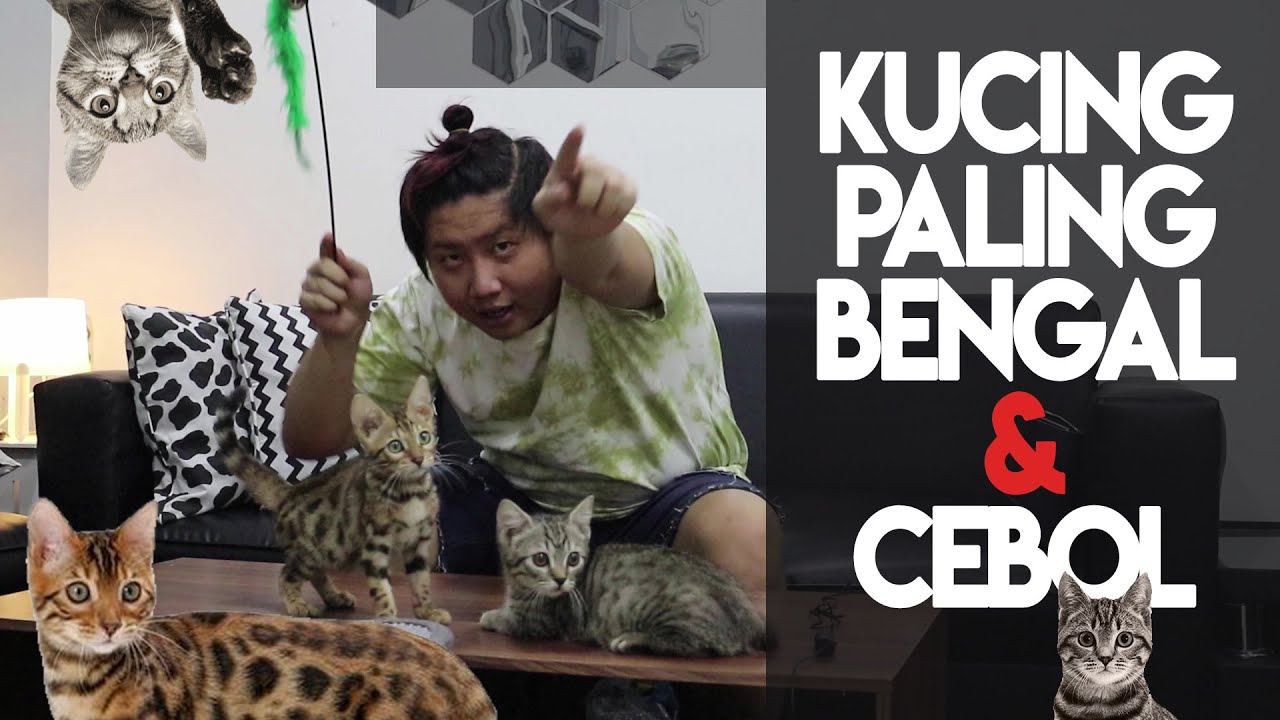 KUCING BENGAL vs KUCING GENETTA? Wajib tonton yang mau adopt!