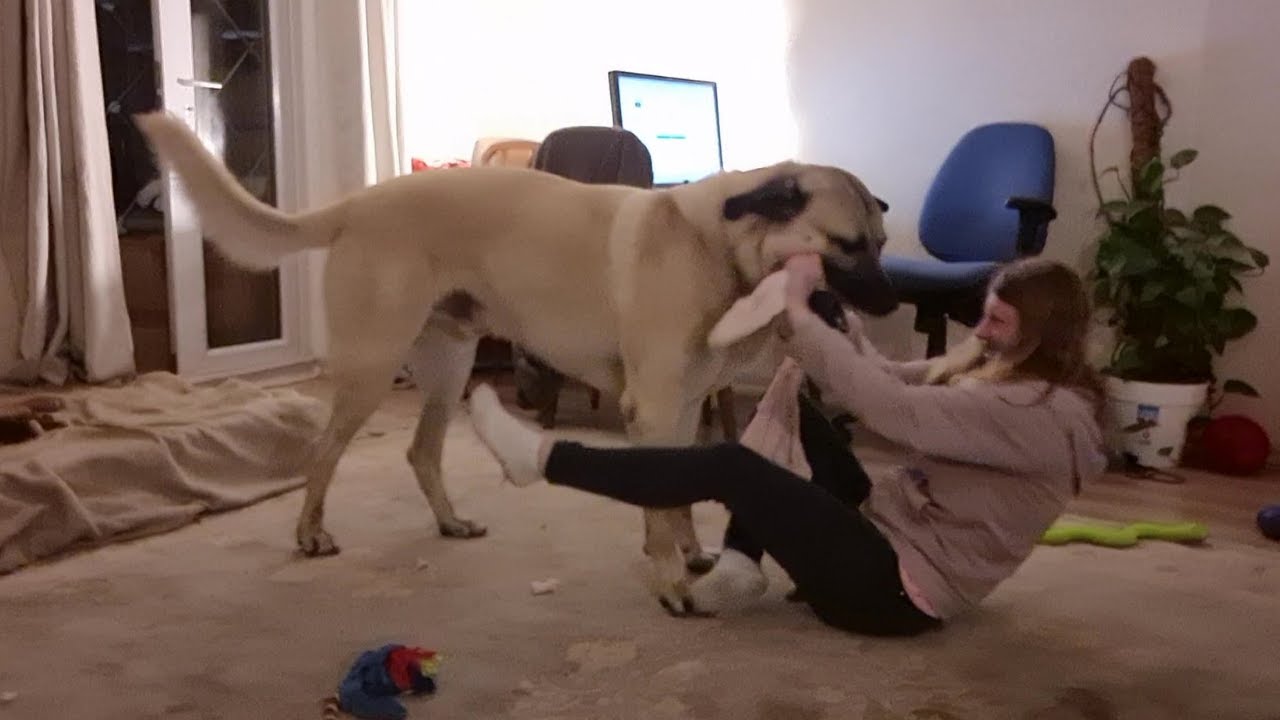 My Kangal Beat Me In A Tug Of War