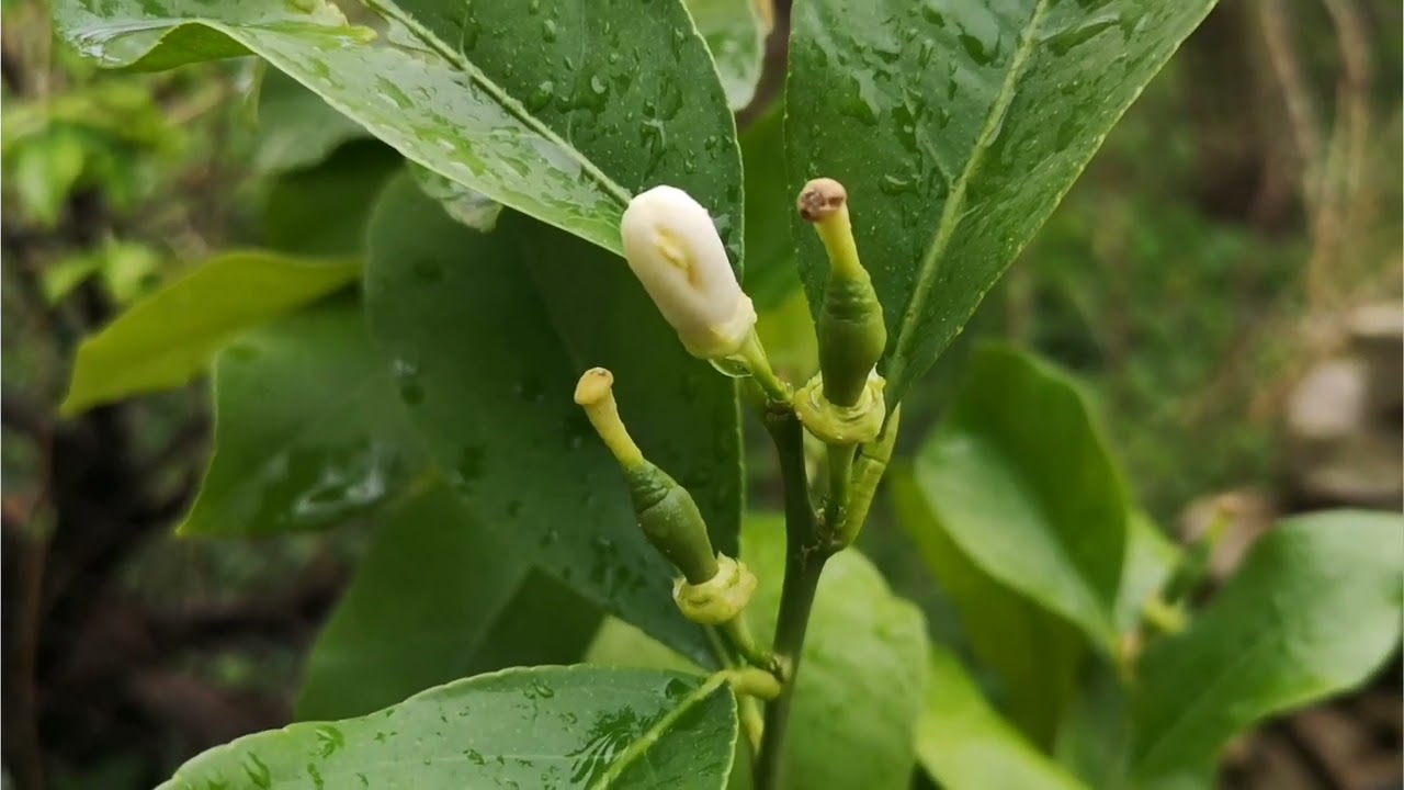 O.268/1 Cytrusy - porady dla początkujących. Jakie odmiany wybrać na początek.