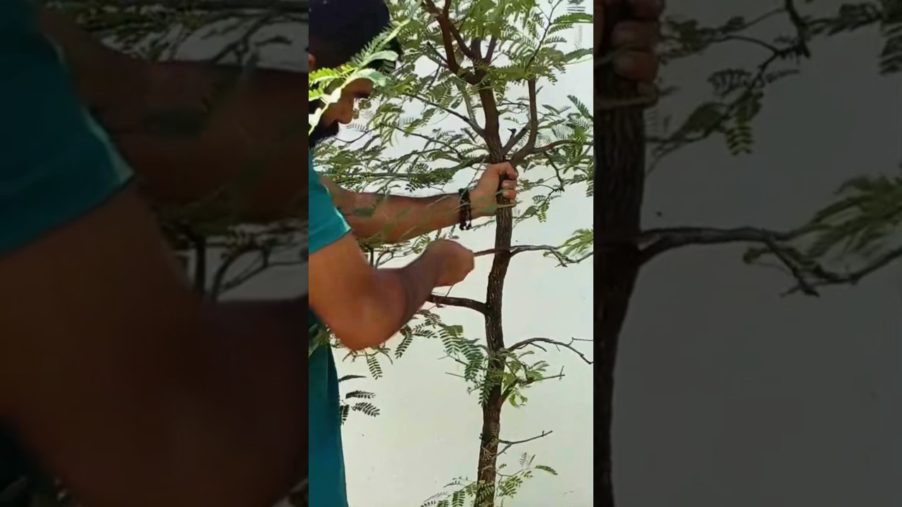 Mandarin bonsai tree 🌳 training. .. #bonsai #plantlovers #zengardens