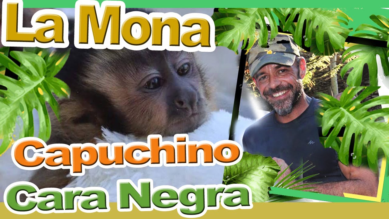 MONA CAPUCHINA de CARA NEGRA, NECESITA BIBERÓN 🐒🍼. CUIDADOS PARA UNA MONITA MUY ESPECIAL.