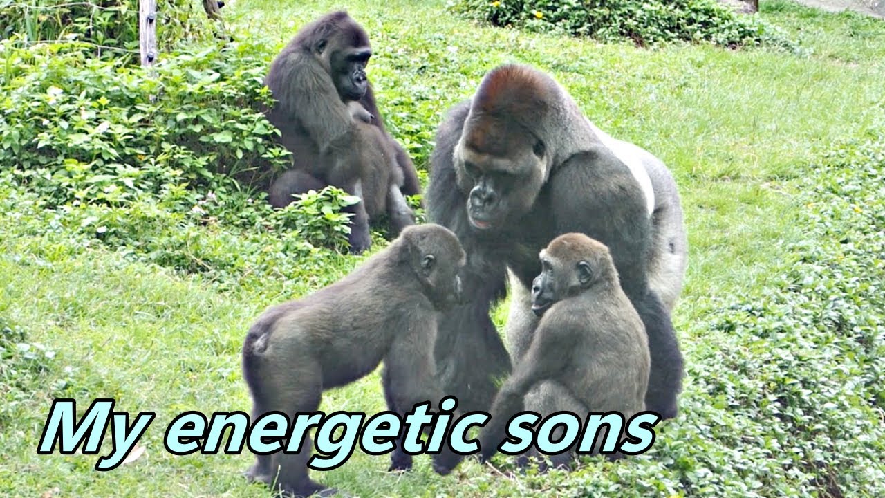 Gorilla Jabali and Ringo were full of energy / 精力充沛的Jabali和Ringo