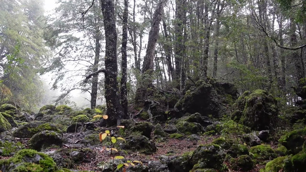 Lluvia en el Parque Nacional Conguillio