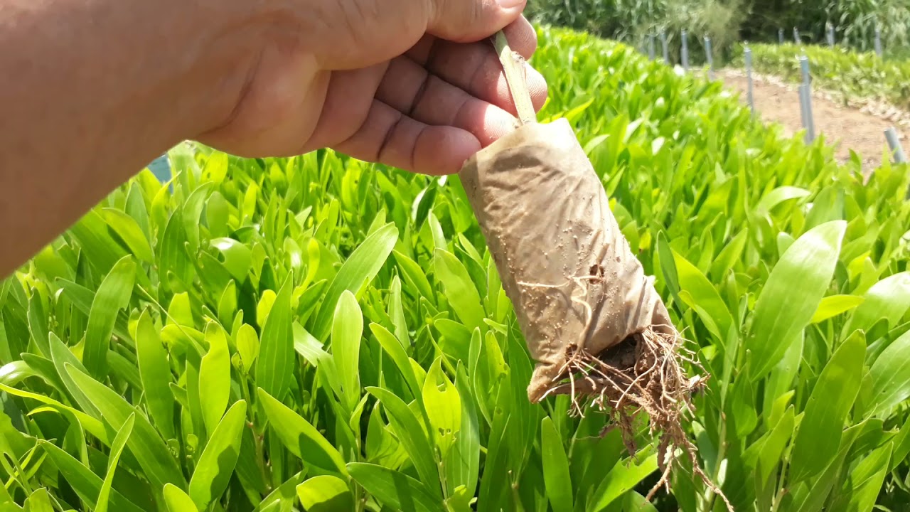 giống keo lai năng suất cao (dòng ah1_ah7) 0942442307_0908423629
