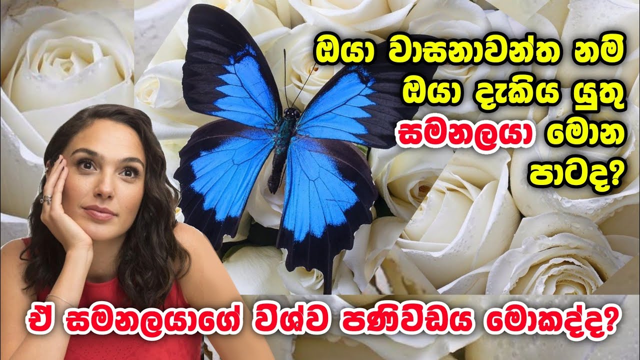 ඔයා වාසනාවන්ත නම්, ඔයා දැකිය යුතු සමනලයා මොන පාටද? මේ වාසනාවන්ත සමනලයා ගෙනෙන විශ්ව පනිවිඩය මොකක්ද