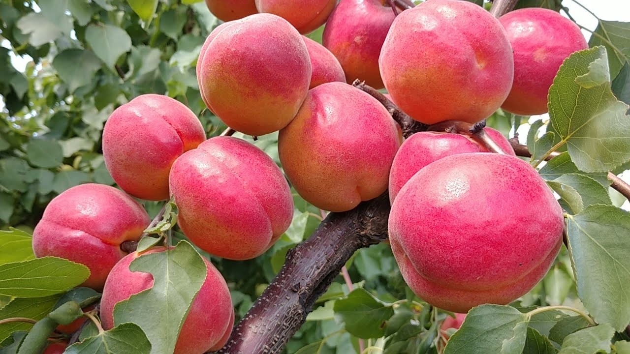 Ексклюзивна новинка! Абрикос Дігат! Apricot Digat. Майже ідеальний сорт!