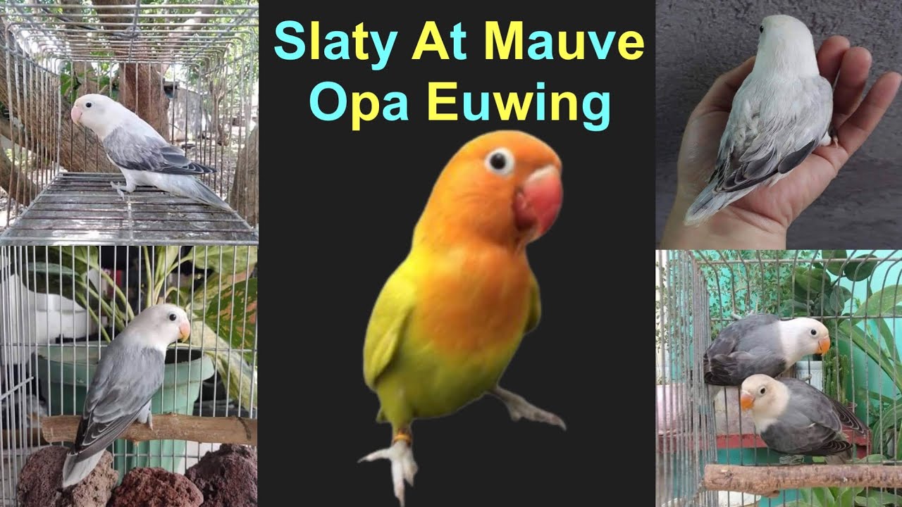 Opa Slaty Vs. Opa Mauve Euwing Parang Magkaparehas Pala? | African Lovebirds