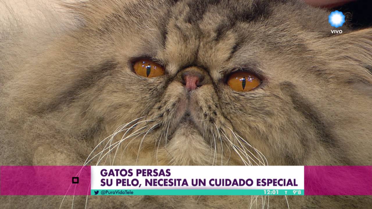 Gatos Persas en Pura Vida, Cada Día