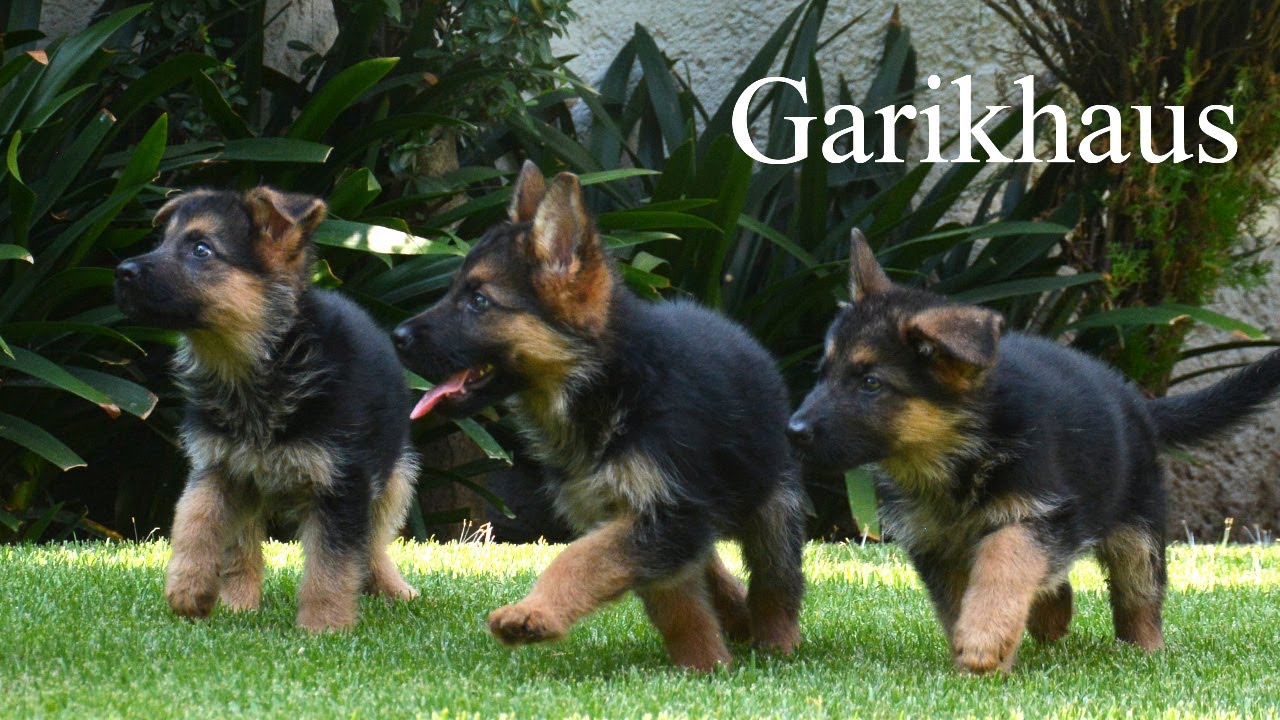 Cachorras Garikhaus