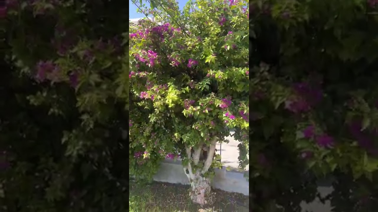 Aliathon Holiday Village Cyprus video tour