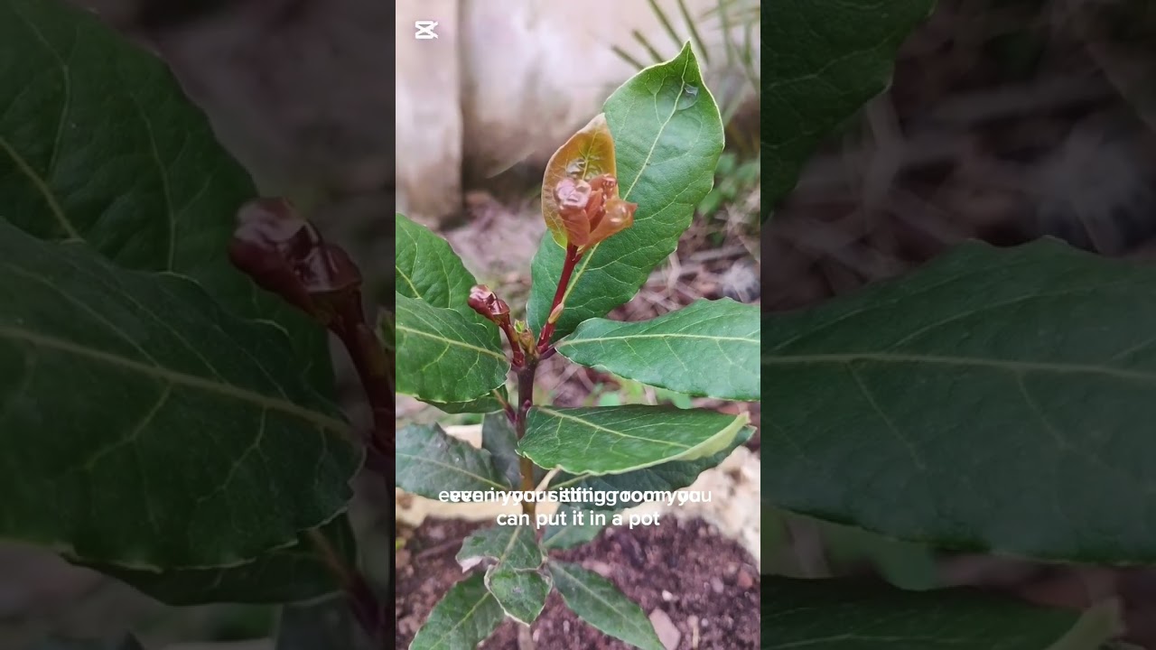 Bay Leaf : Bay Laurel Crown : Sweet Bay Leaf : Bay Tree :Bay Laurel (Laurus nobilis): Grecian laurel