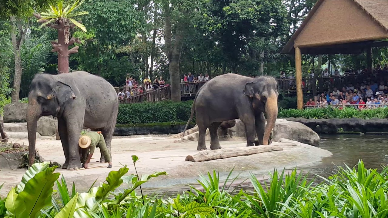 Amazing Singapore Zoo elephant show @jpjtweaks145