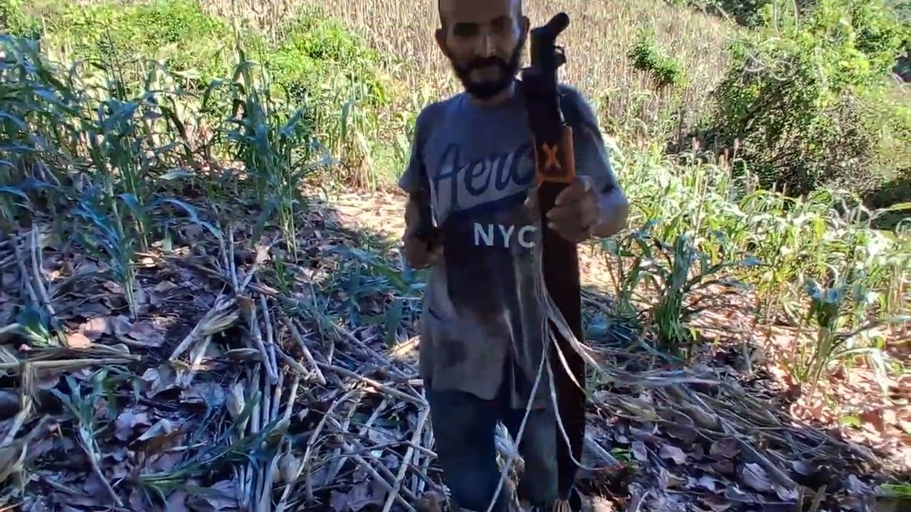 La tapisca de maiz y maicillo