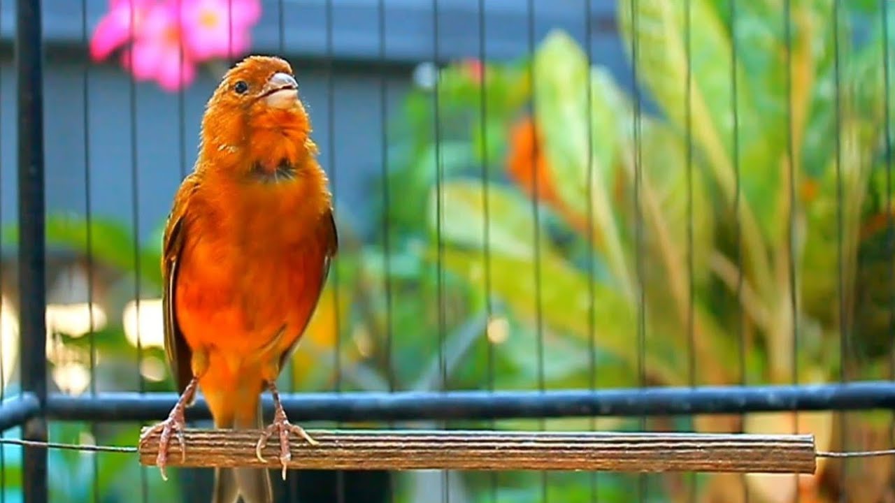Peaceful Belgian Canary Birdsong for Calm Mind, Stress Relief and Gentle Sleep – ASMR