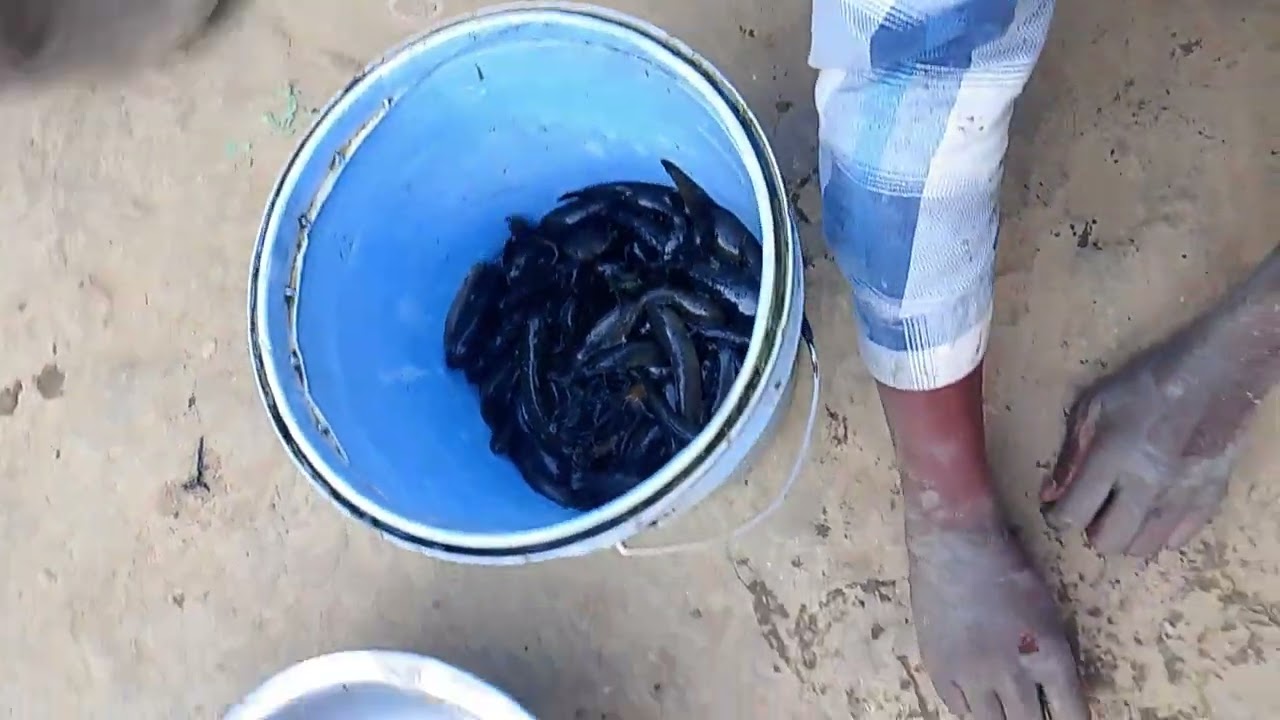 ##@,Local fish catching Vlogs Vedio 😍😍