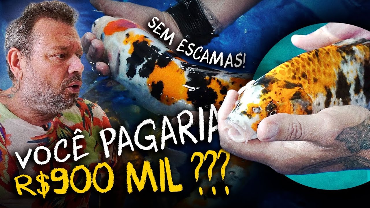CARPA, UM PEIXE QUE PODE VALER MILHÕES?