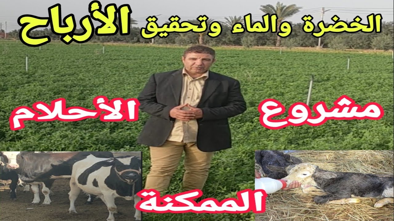 مع د.السيد الطوخي.ولاول مرة دراسة جدوي مشروع ألبان( أبقار عالي إدرار)و مساحة الأرض المزروعة واقعياً