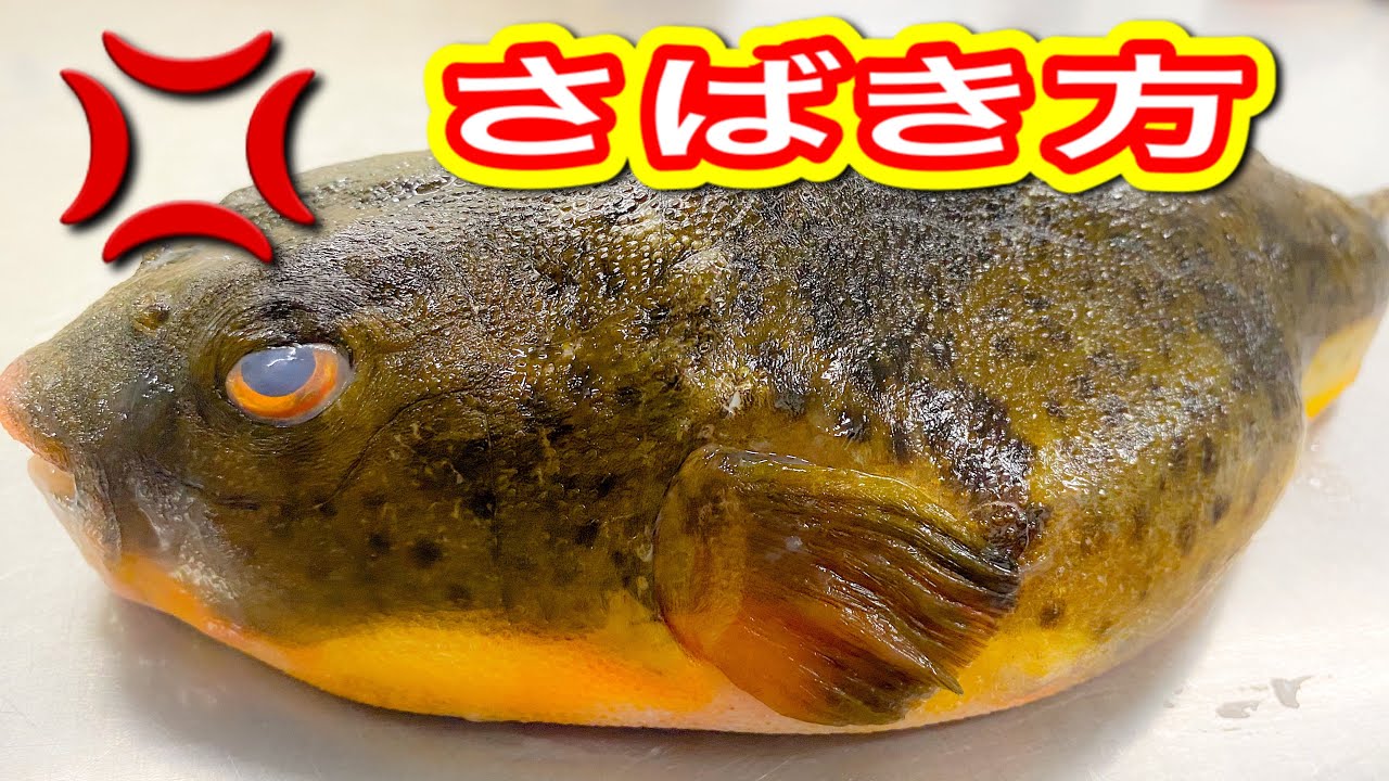 毒だらけヒガンフグ捌き方　ヒガンフグ大量に捌いて料理してみたら凄かった⚠️真似しないでください⚠️