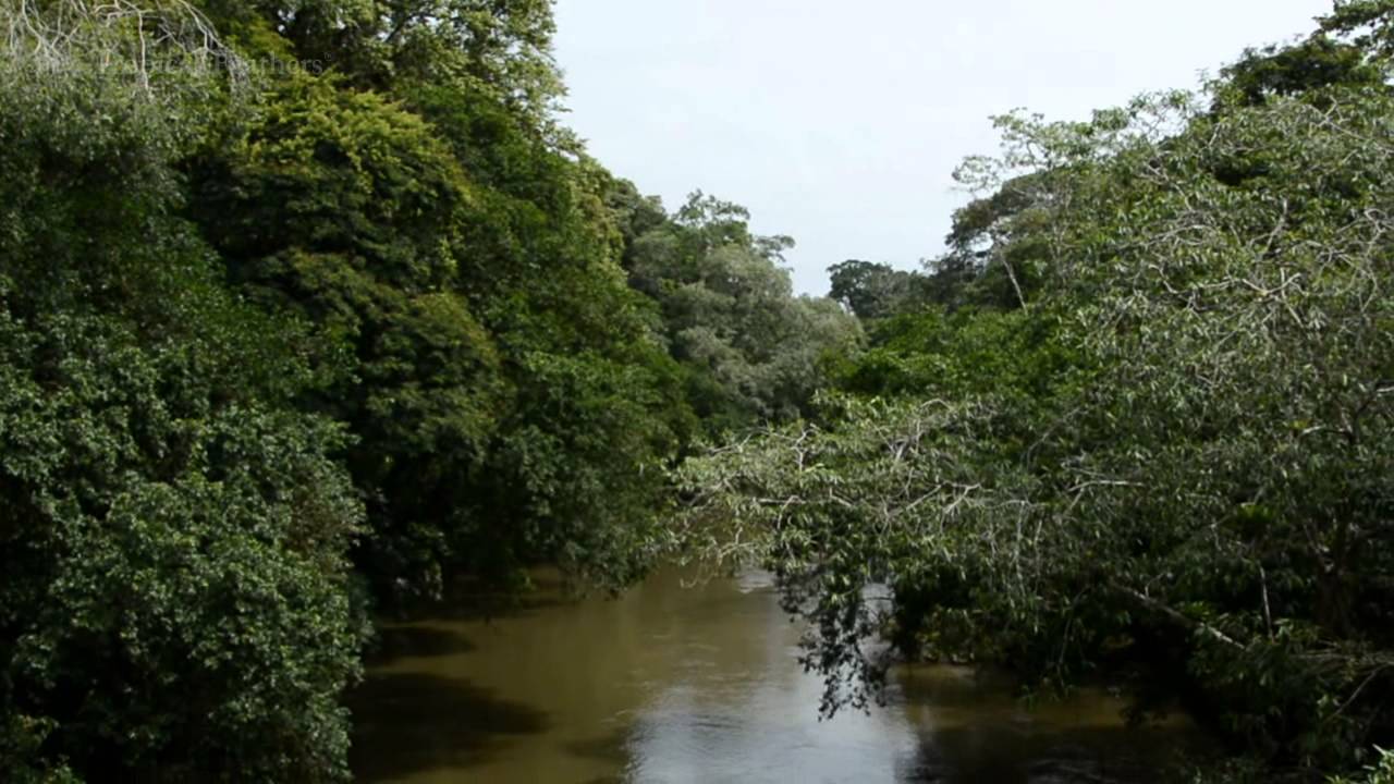 Costa Rica Birding with Tropical Feathers
