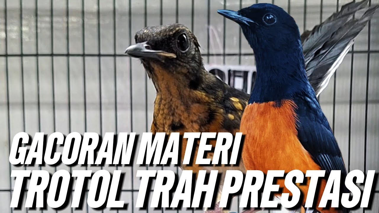 🔴 GACORAN MATERI ‼️ TROTOL TRAH PRESTASI 🔥🔥🔥