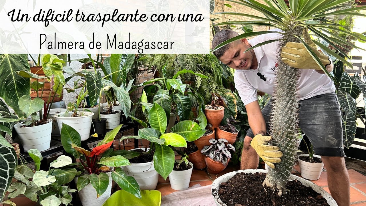 Mira lo que hice con mi PALMA DE MADAGASCAR | Trasplante de emergencia