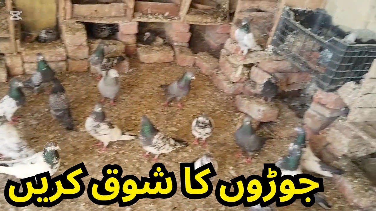 جوڑوں کا شوق کریں 