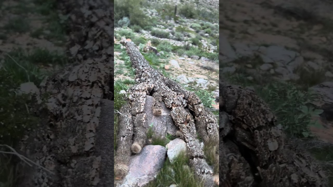 Decomposing Saguaro at White Tanks Regional State Park 