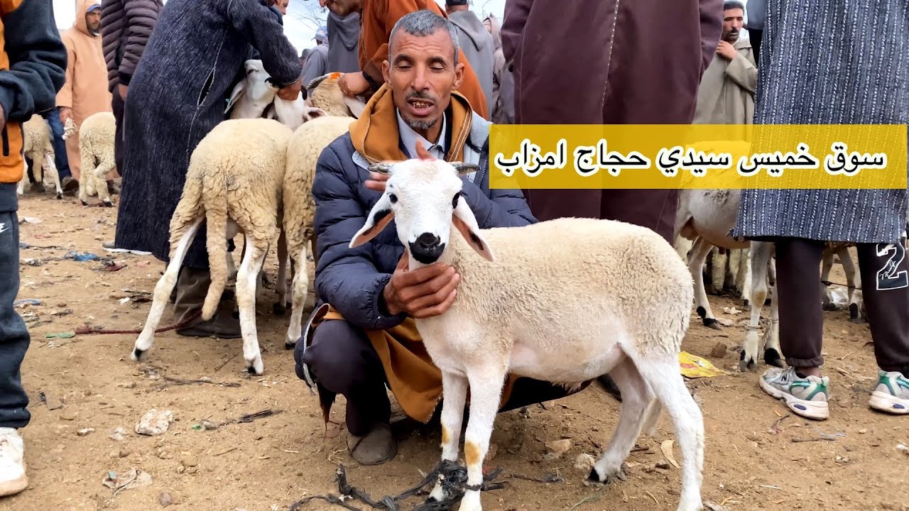 مباشرة من سوق خميس سيدي حجاج امزاب 13/11/2025 مع التمن حولي والنعجة وحولية 🐏🇲🇦