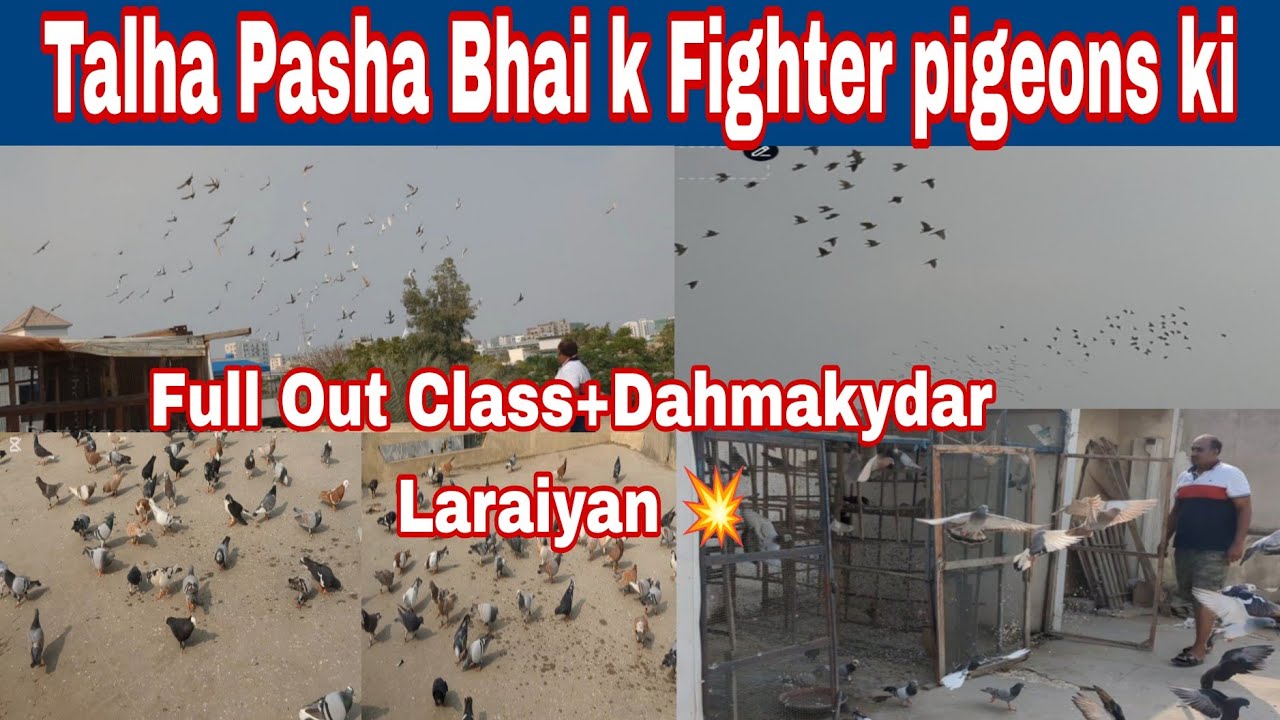 Talha Bhai k pigeons ki Dahmakydar+full Out Class Laraiyan 💥