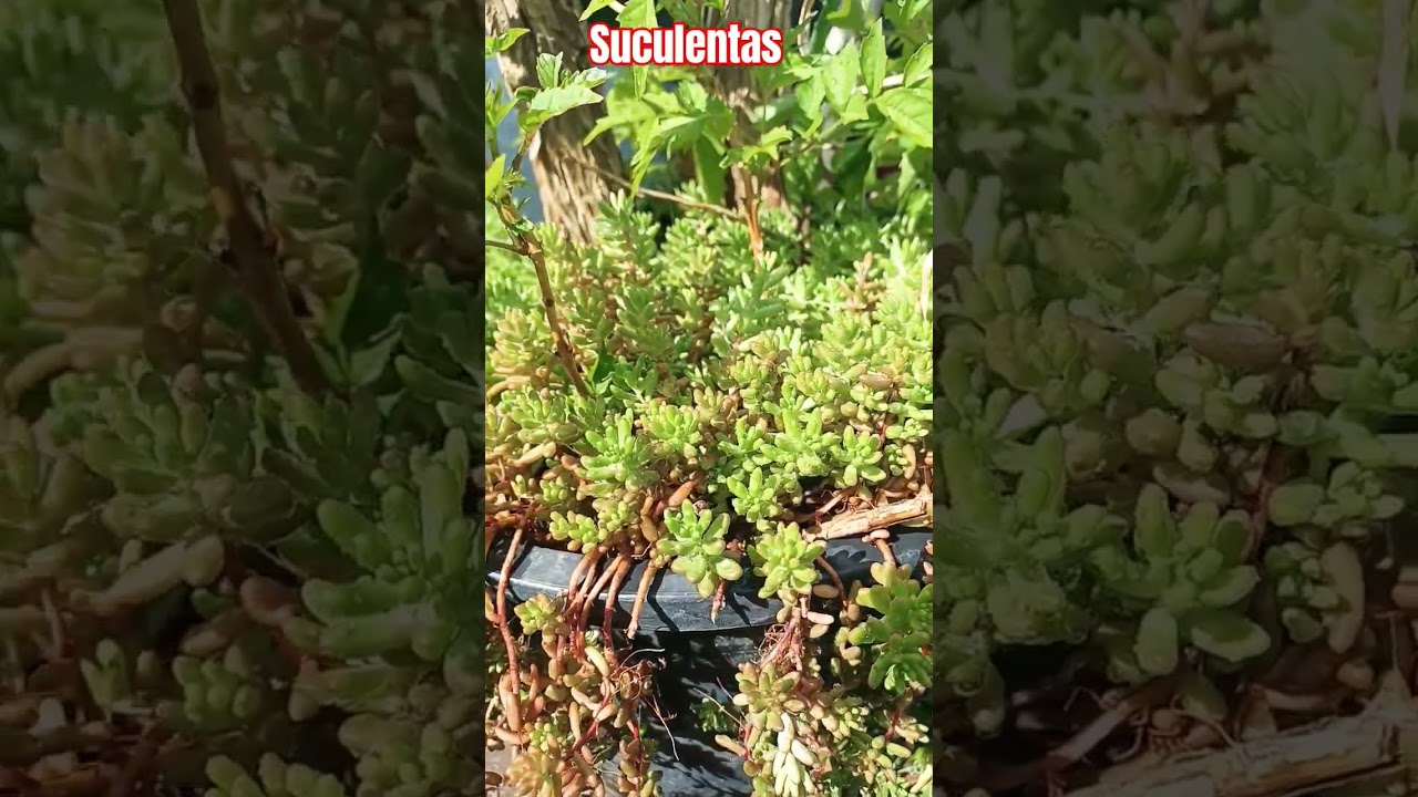 #planta #macetas #plantasdecasa #flores #suculentas #sedum #siemprevivas #cactus #plantadeinterior