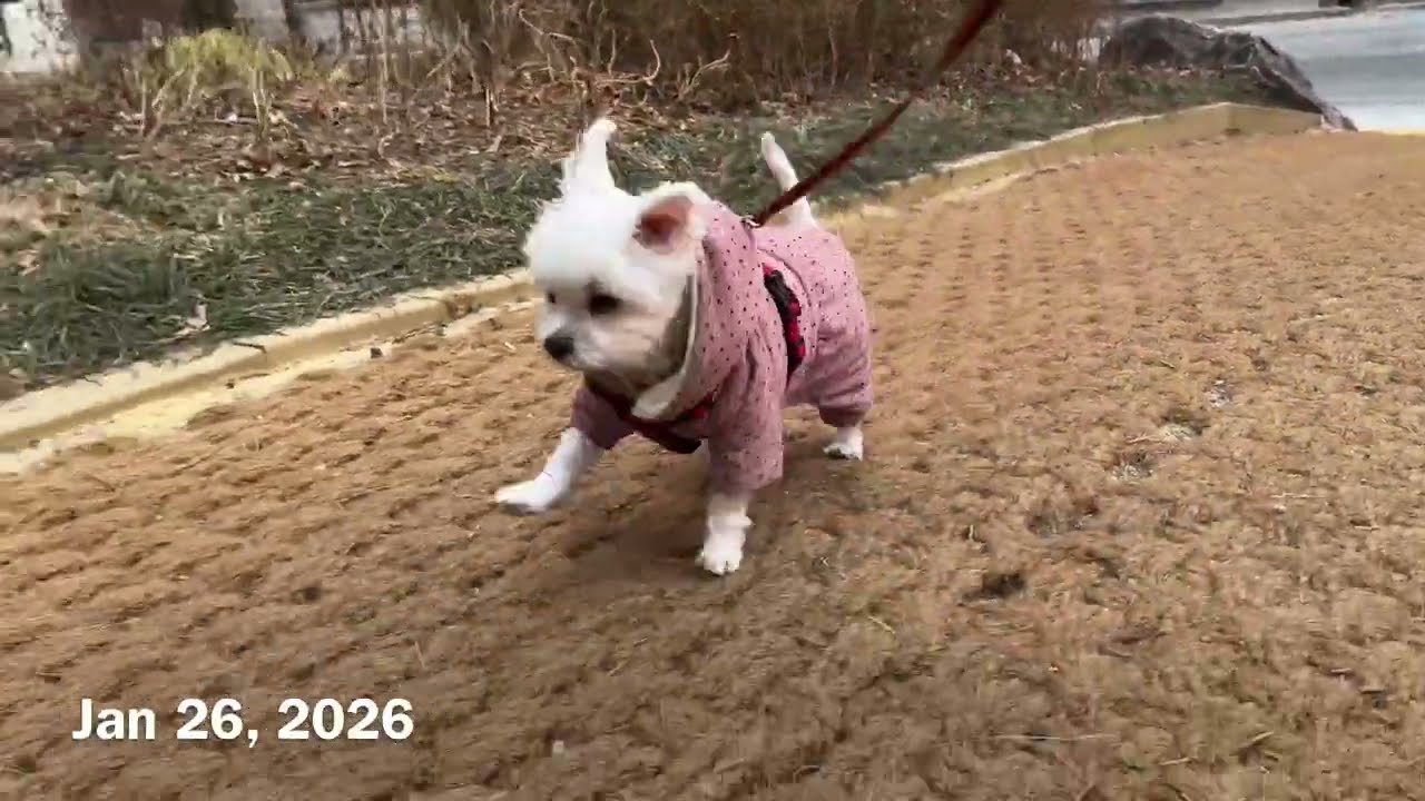 Walk Log 260126 말티즈 몽 산책 기록