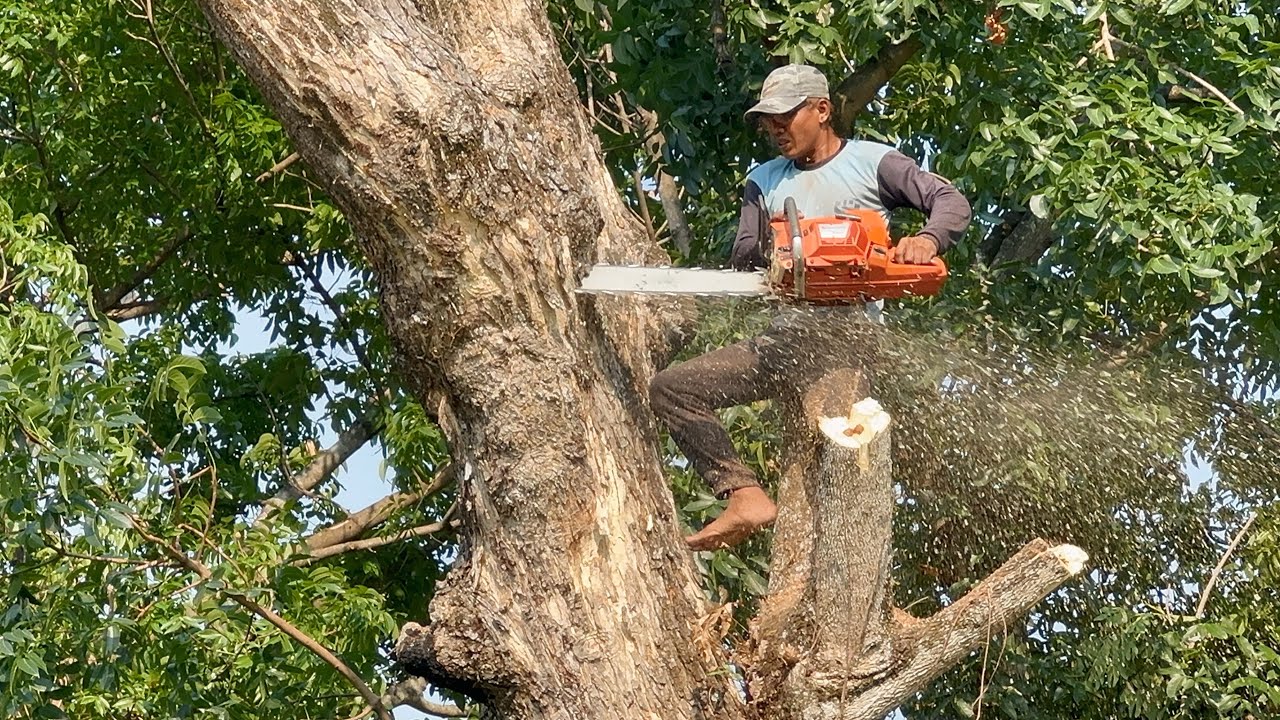 Exhausting ‼️ cut down 2 trees beside the river.