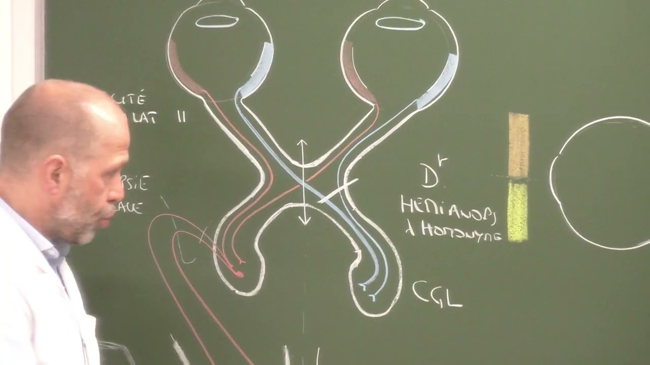 Neuroanatomie 15 : Voies visuelles et oculomotricit&eacute; [Visual pathways and oculomotor function]