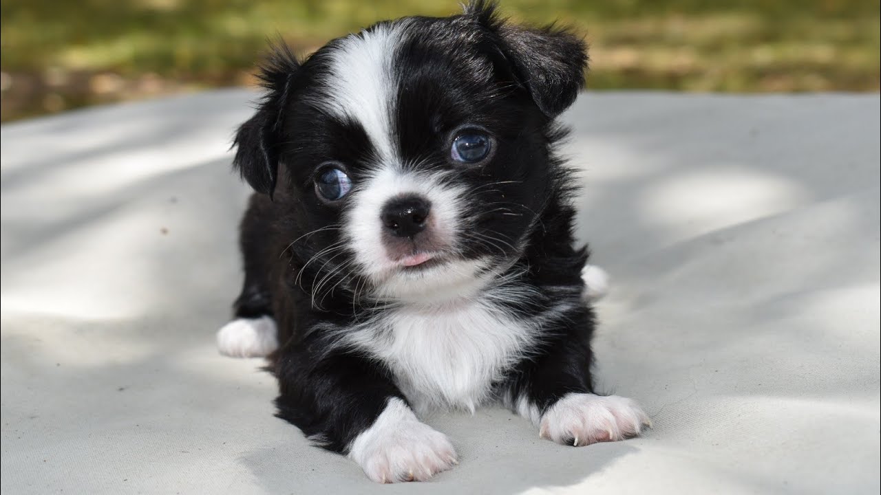Les bébés CHIHUAHUA grandissent 👶le quotidien de notre élevage 🥰