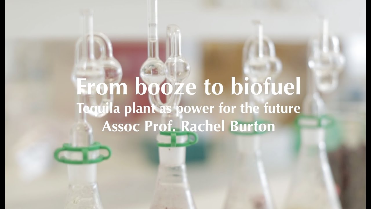 Tequila plant &ndash; fuel for the future