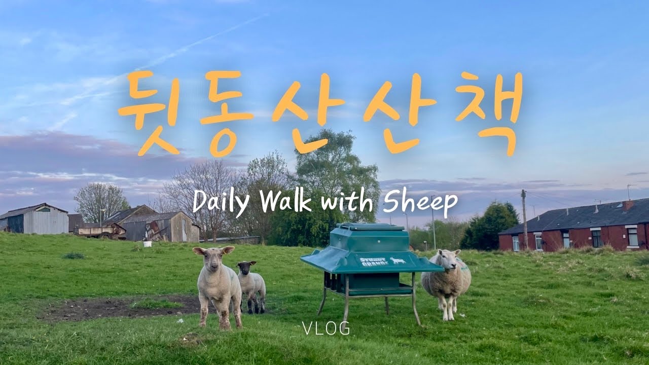 점심 산책 루틴 가이드 | 집 뒤가 양떼 목장 | 영국집 일상 | Lunch Walking Routine Behind the House | UK Countryside