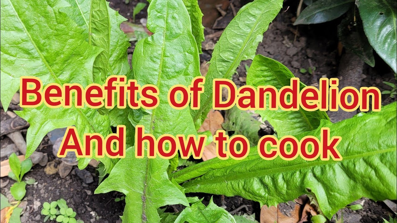 what are the Benefits of Dandelion in our Health and how to cook